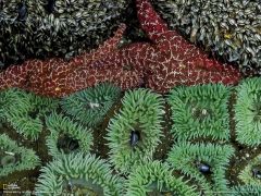 Tapeta National Geographic 279.jpg